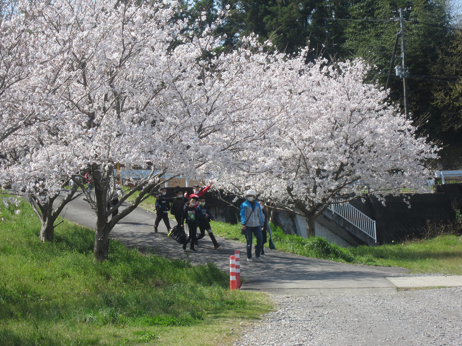 近くの河原へお花見に行ったよ♪