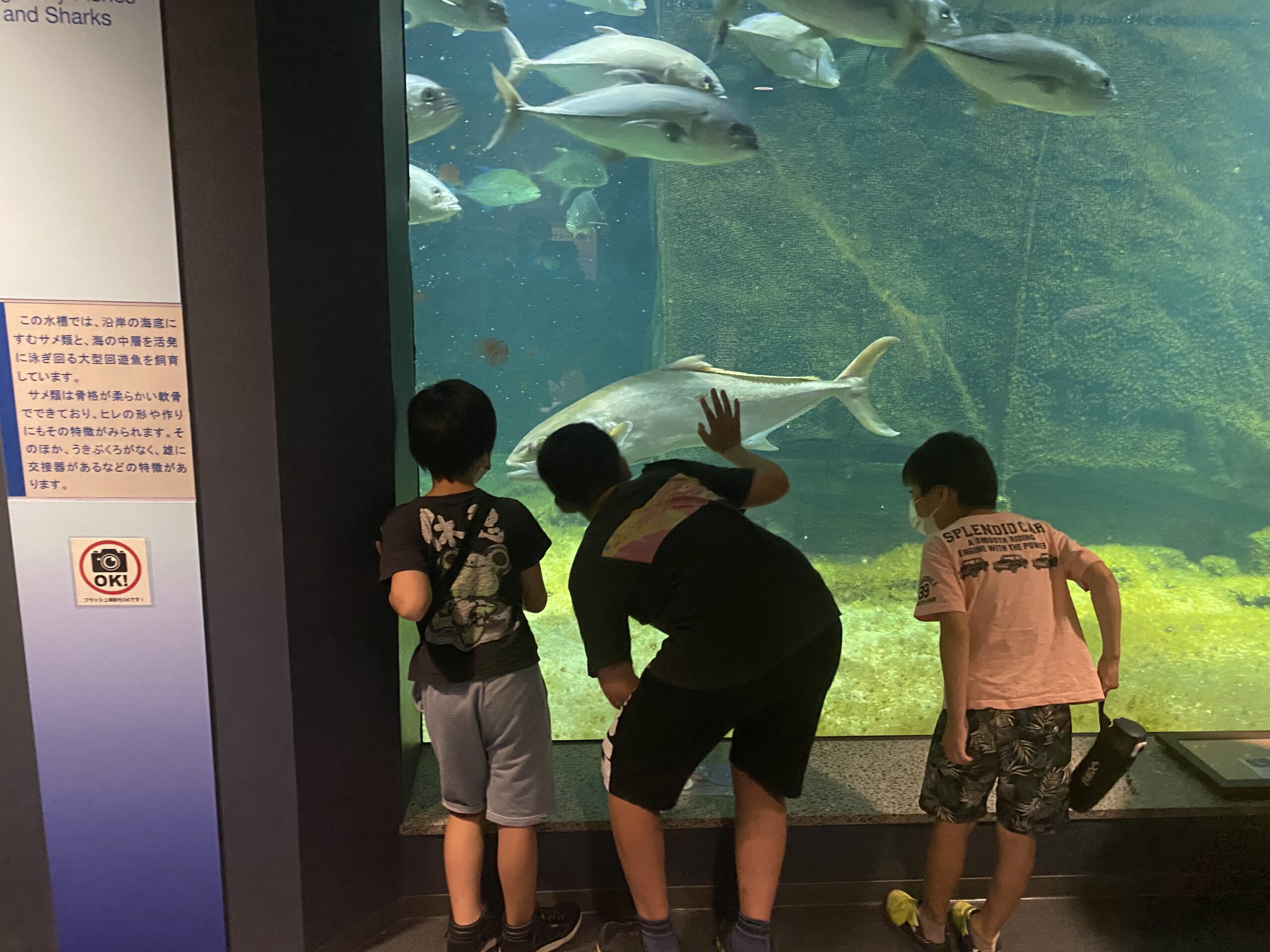 白浜水族館に行ったよ！