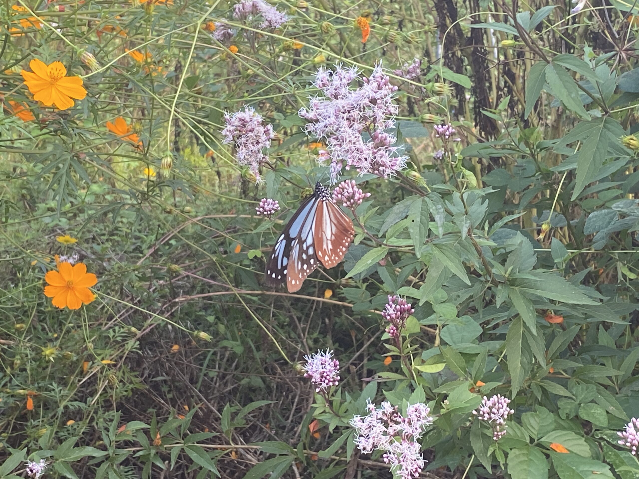 だるま寺に行って蝶を見てきました