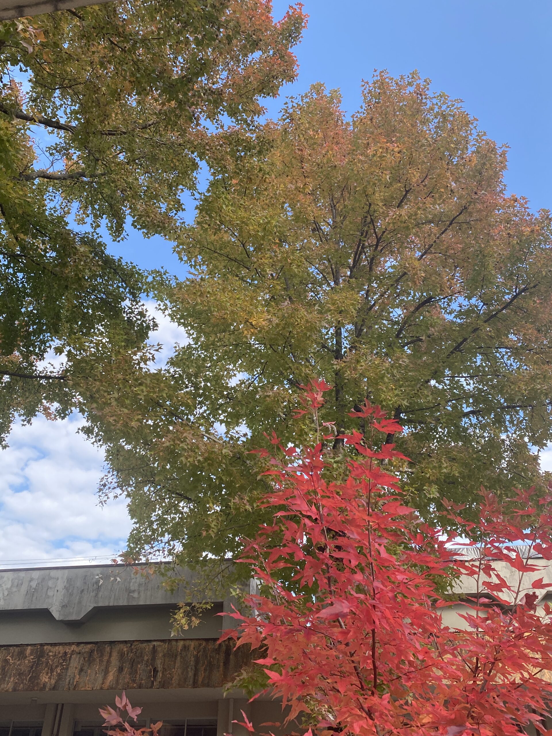 今年もきれいに紅葉しました!